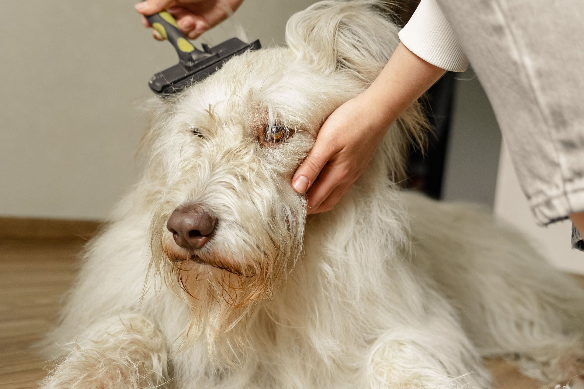 Dog being brushed with a grooming tool by a person indoors