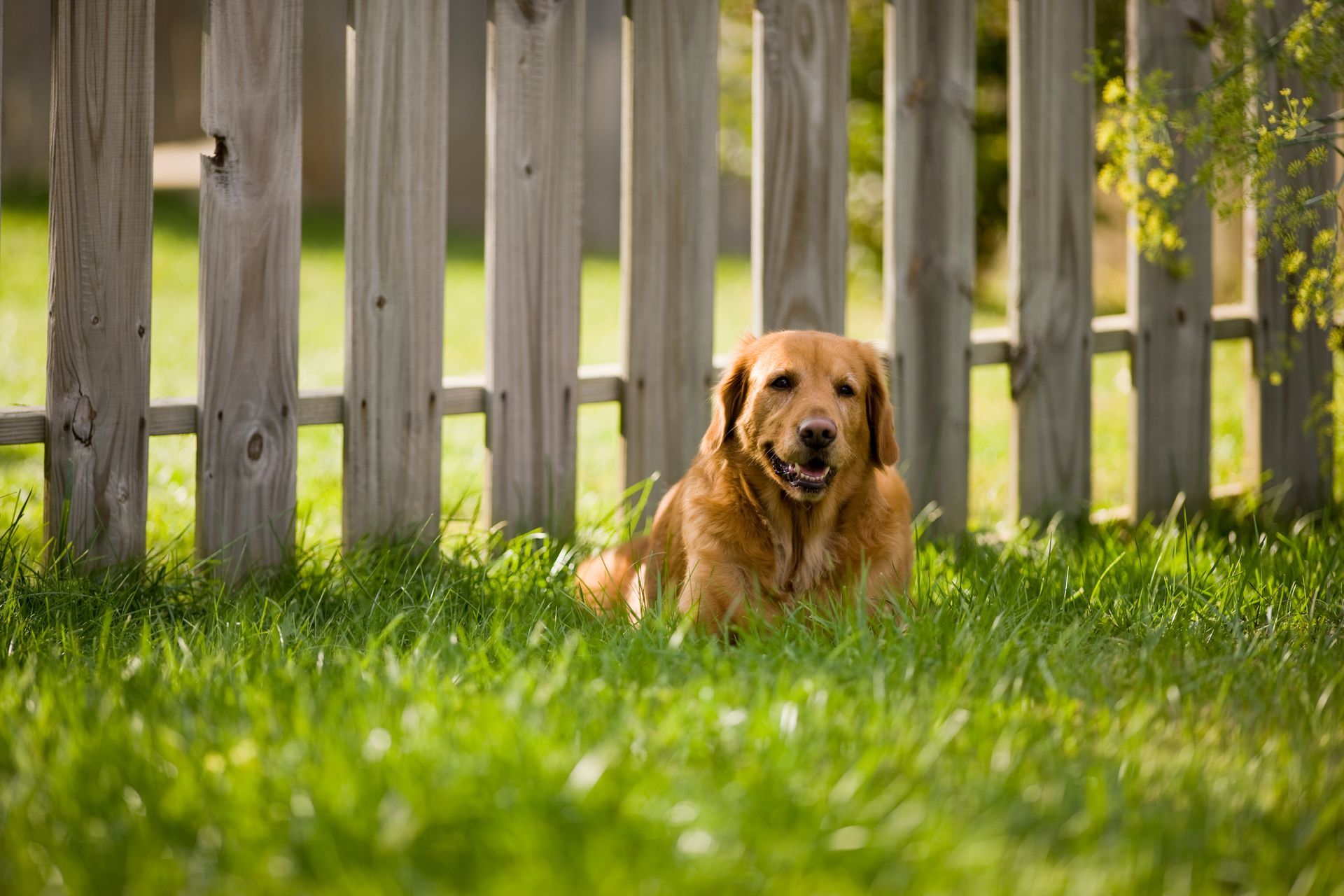 Golden retriever lying in green grass by a wooden fence, facing the camera.