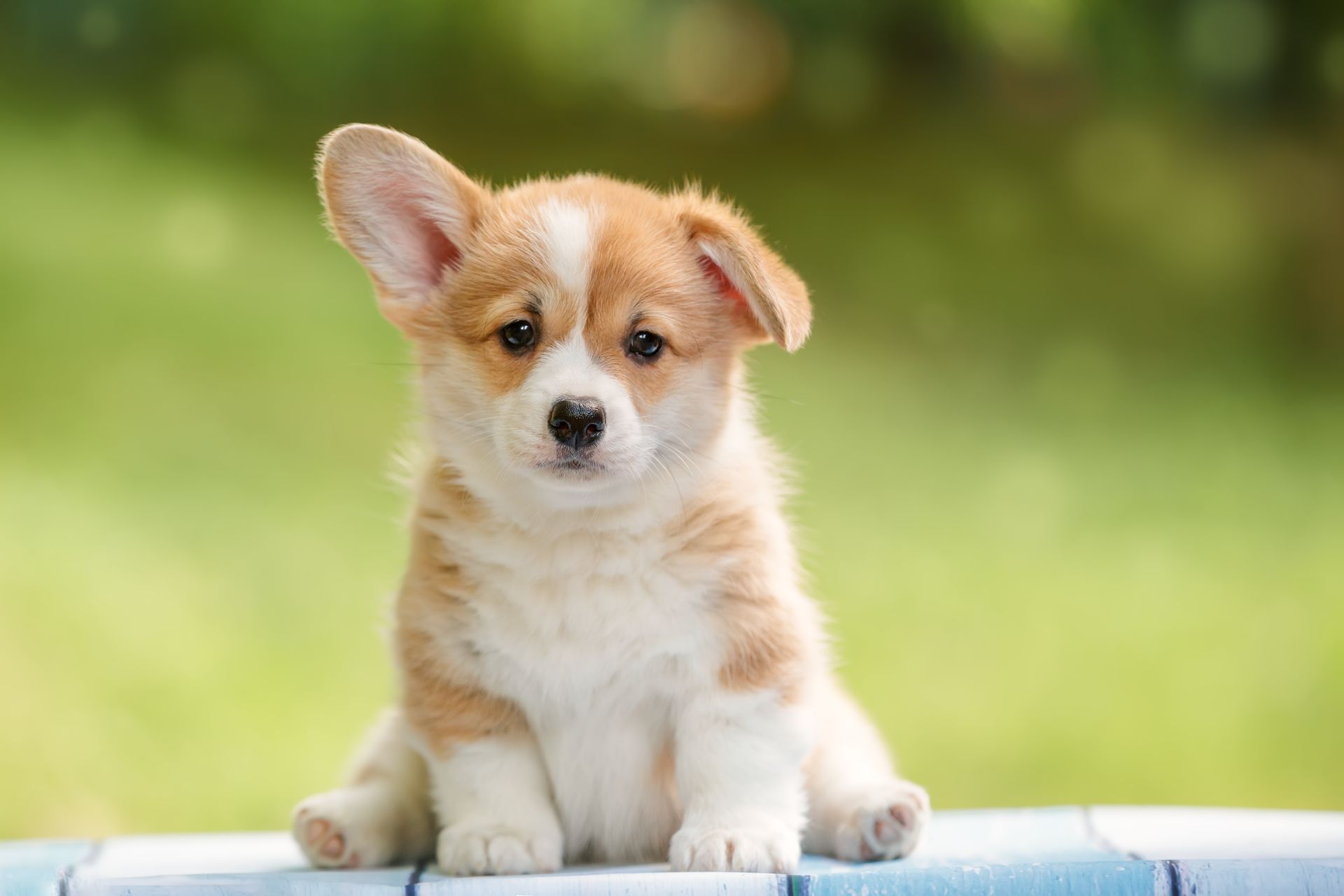 Small tan-and-white puppy sitting on a ledge with a blurred green background.