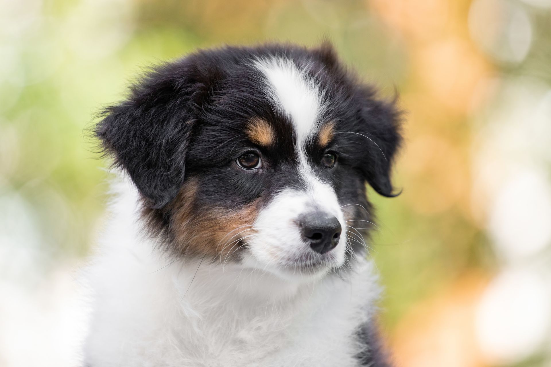 Close-up of a black, white, and brown puppy against a blurred outdoor background