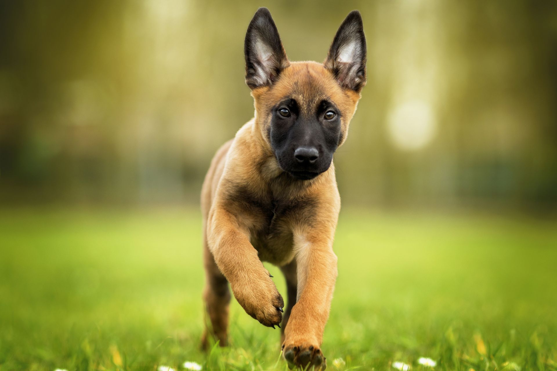 Young Belgian Malinois running toward the camera through a grassy field