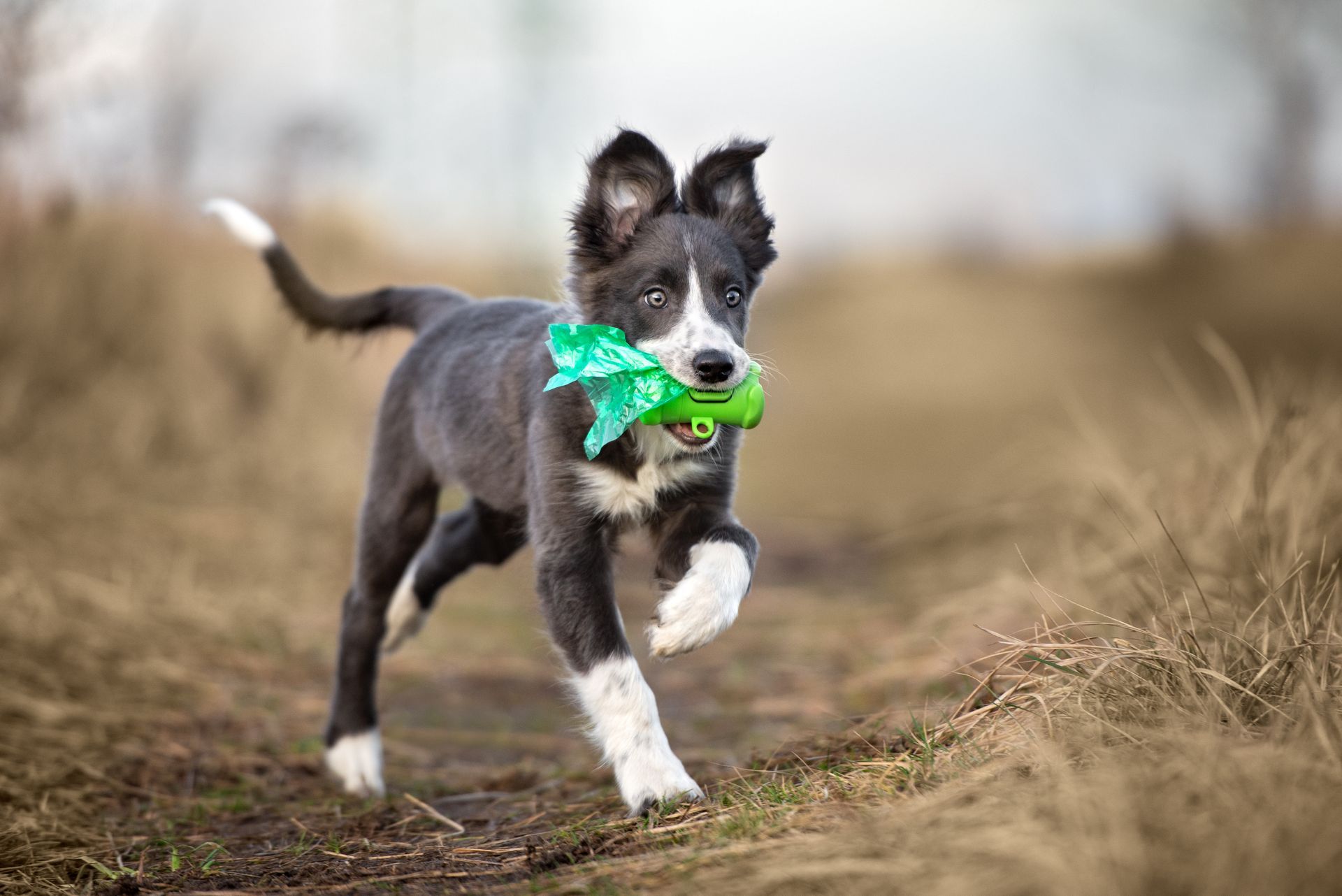 Black-and-white dog running on a dirt path, carrying a green toy in its mouth.