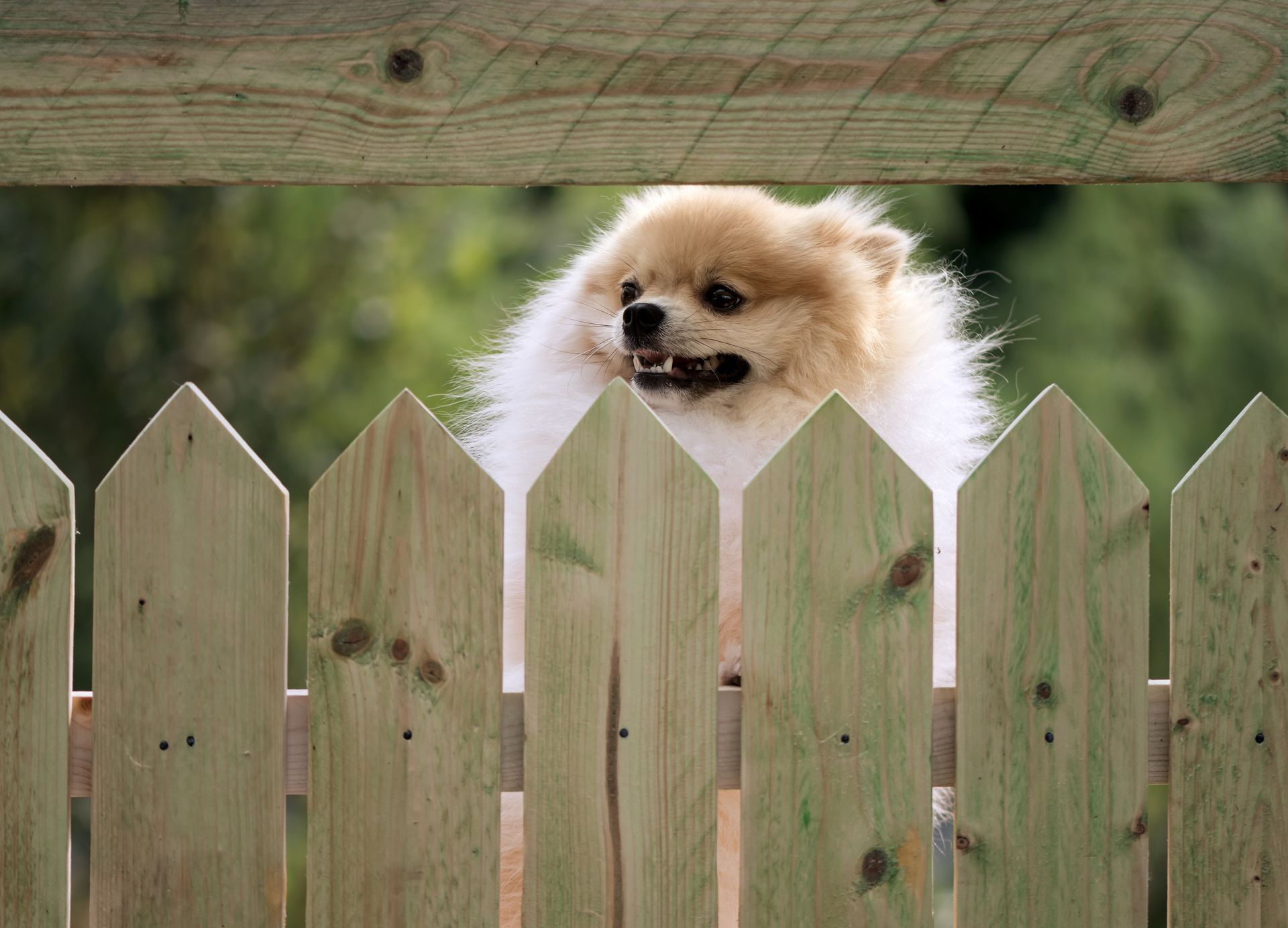 Small fluffy dog peeking over a wooden fence outdoors