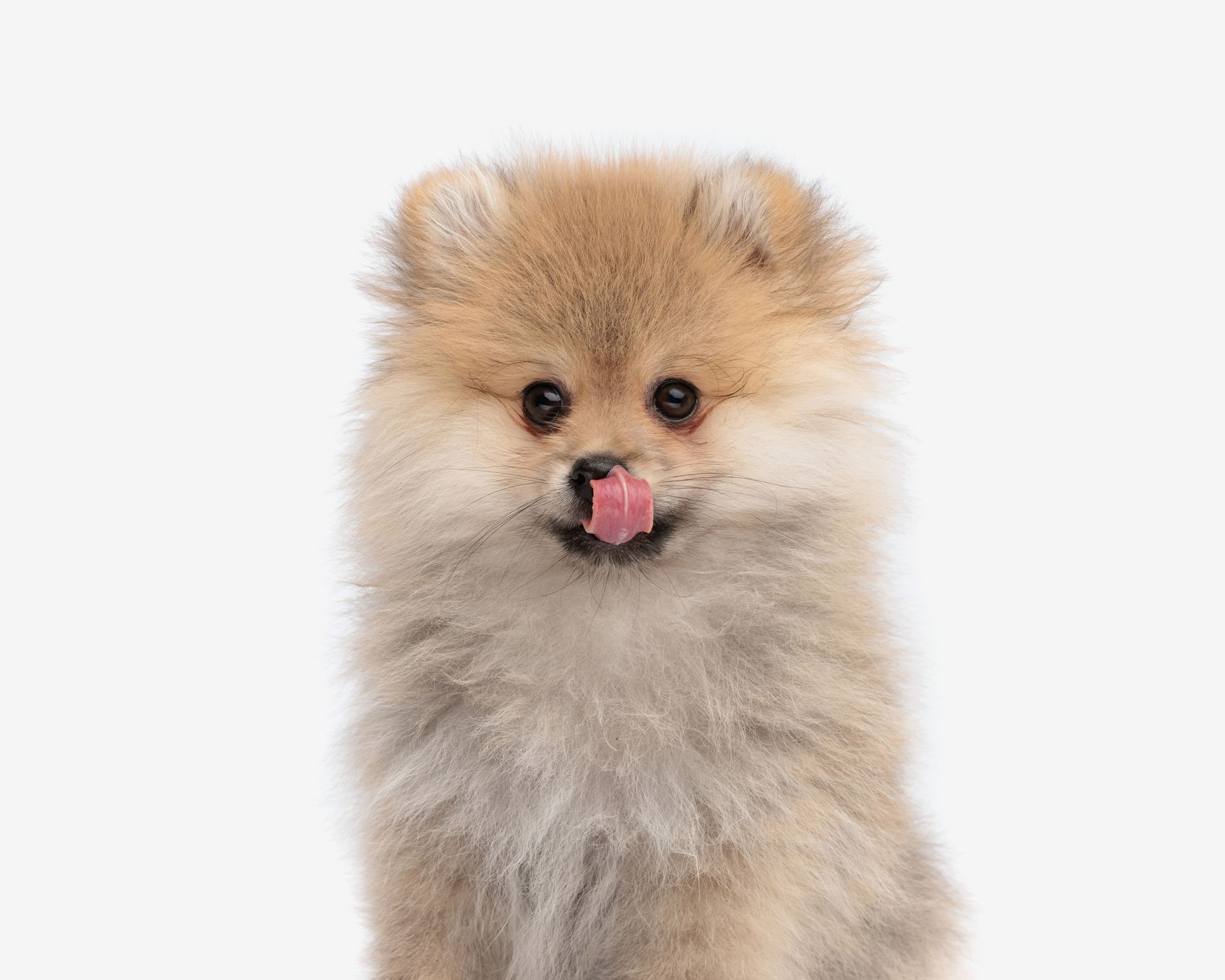 Fluffy tan Pomeranian with tongue out against a white background