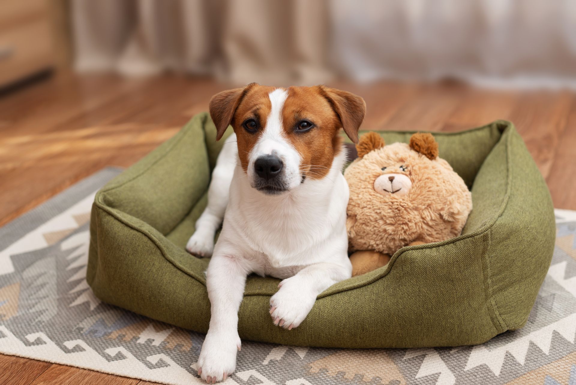 Small dog resting in a green pet bed beside a plush teddy bear on a wooden floor