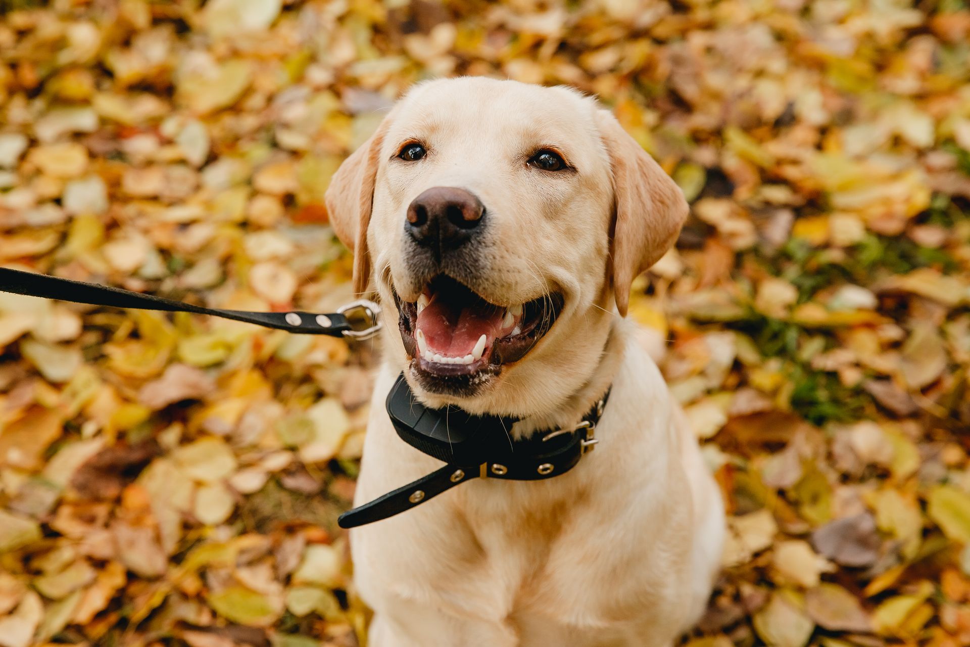 Yellow Labrador wearing a black collar and leash, sitting on autumn leaves and panting happily
