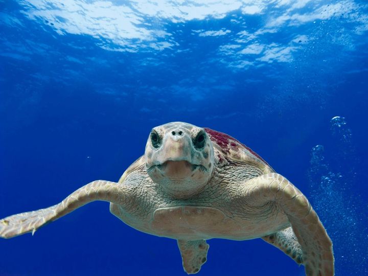 Sea turtle swimming underwater in clear blue ocean