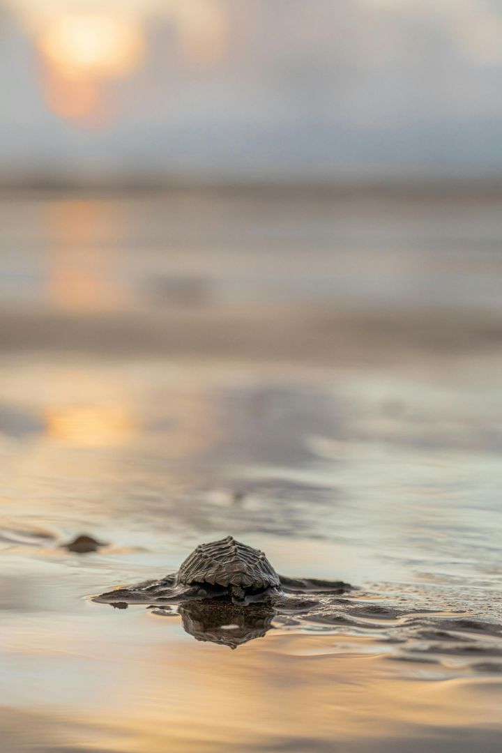 Sea turtle hatchling on a wet sandy beach at sunrise, with soft ocean waves in the background