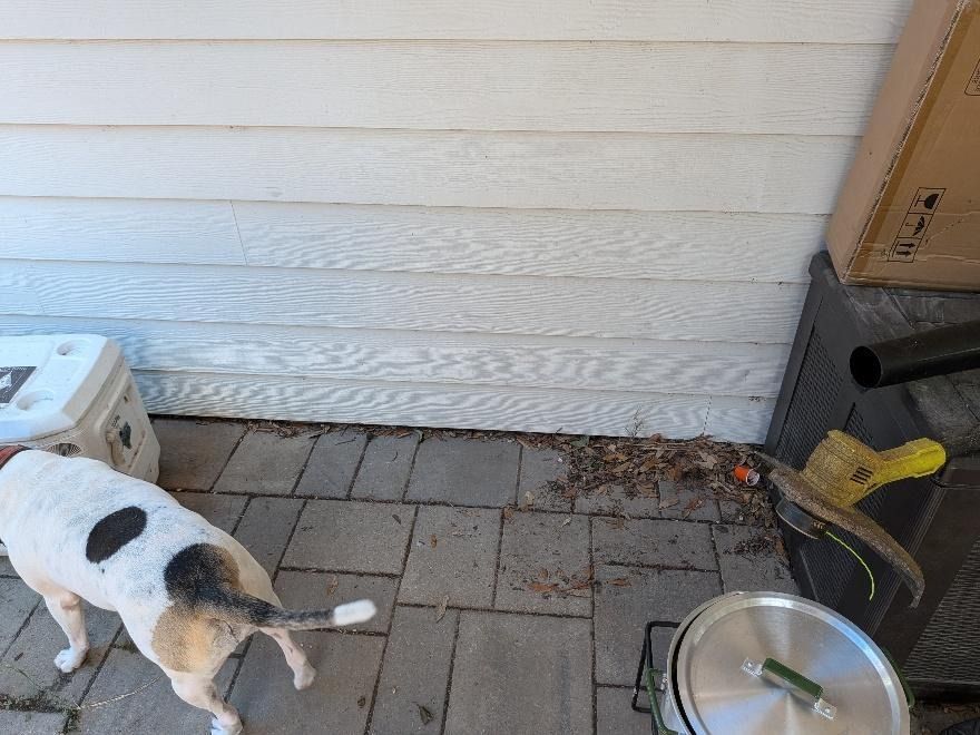 Small dog with black spots sniffing a patio beside a house wall and metal bowl, with a hose and storage box nearby