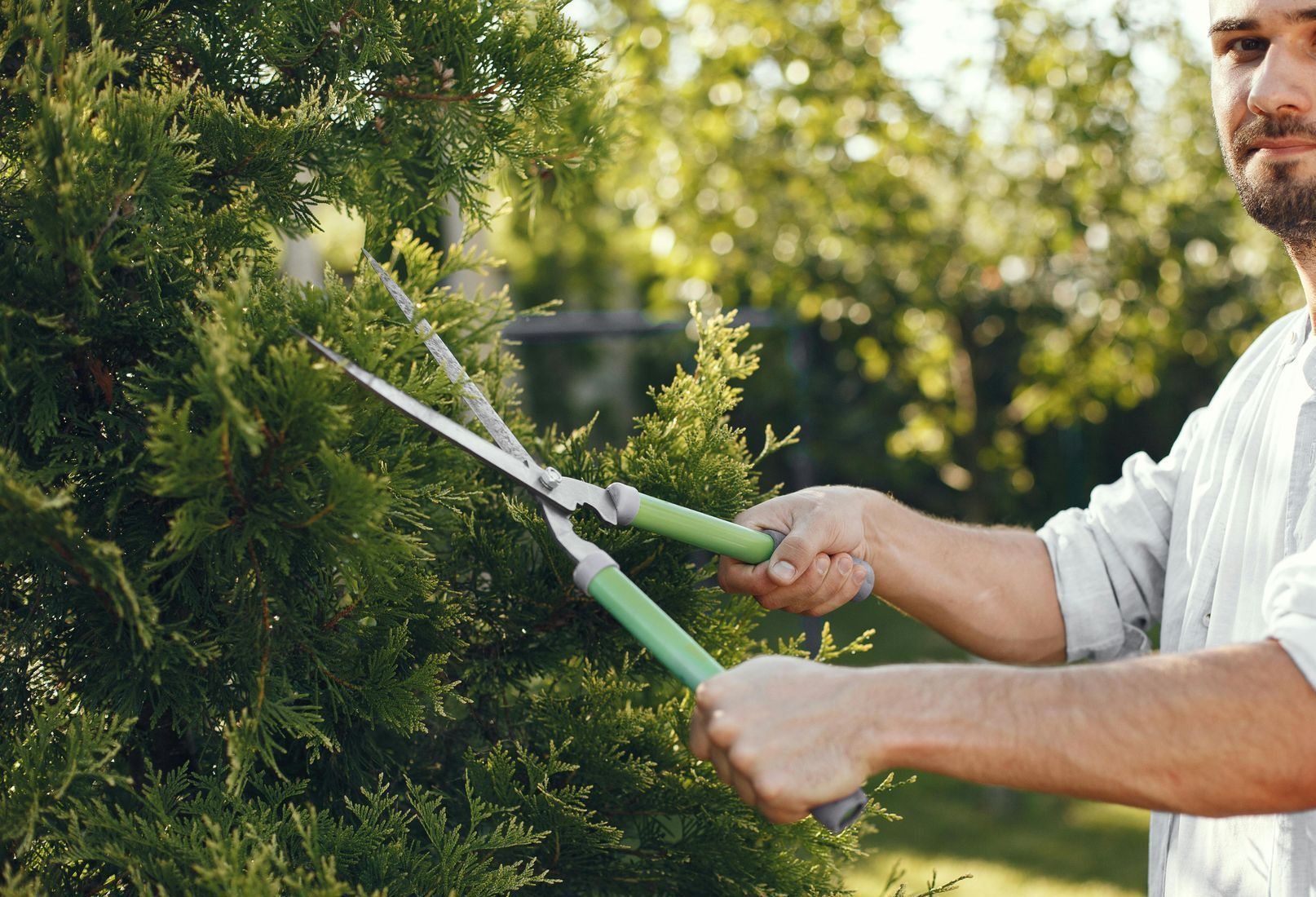 man pruning and shearing bush
