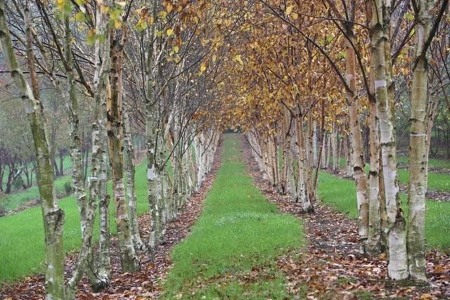 tree fence