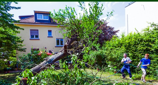 fallen tree next to house