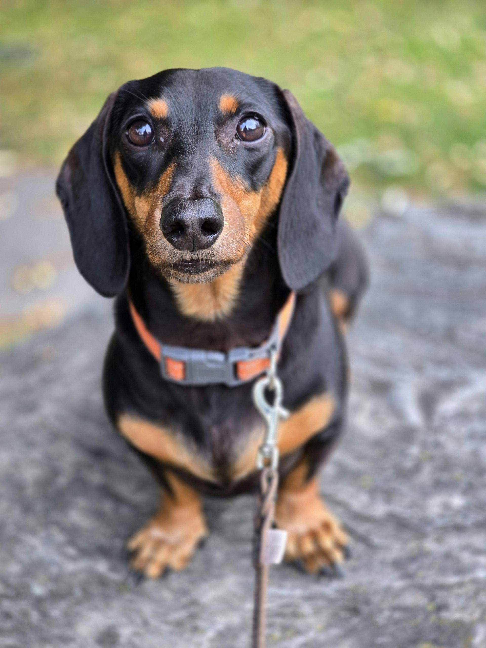 Tracey Simmons | Veterinary Support Staff