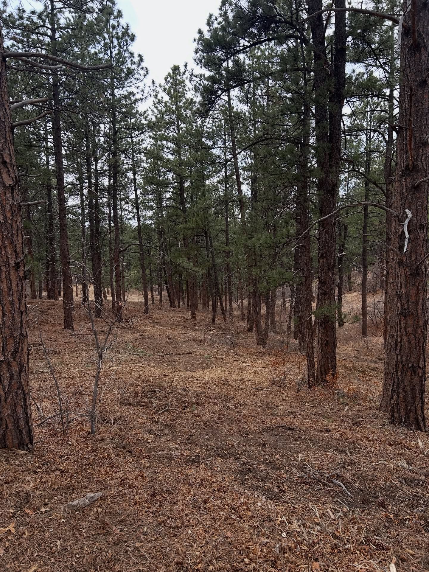 Sparse pine forest with brown leaf-covered ground and tall trees under an overcast sky