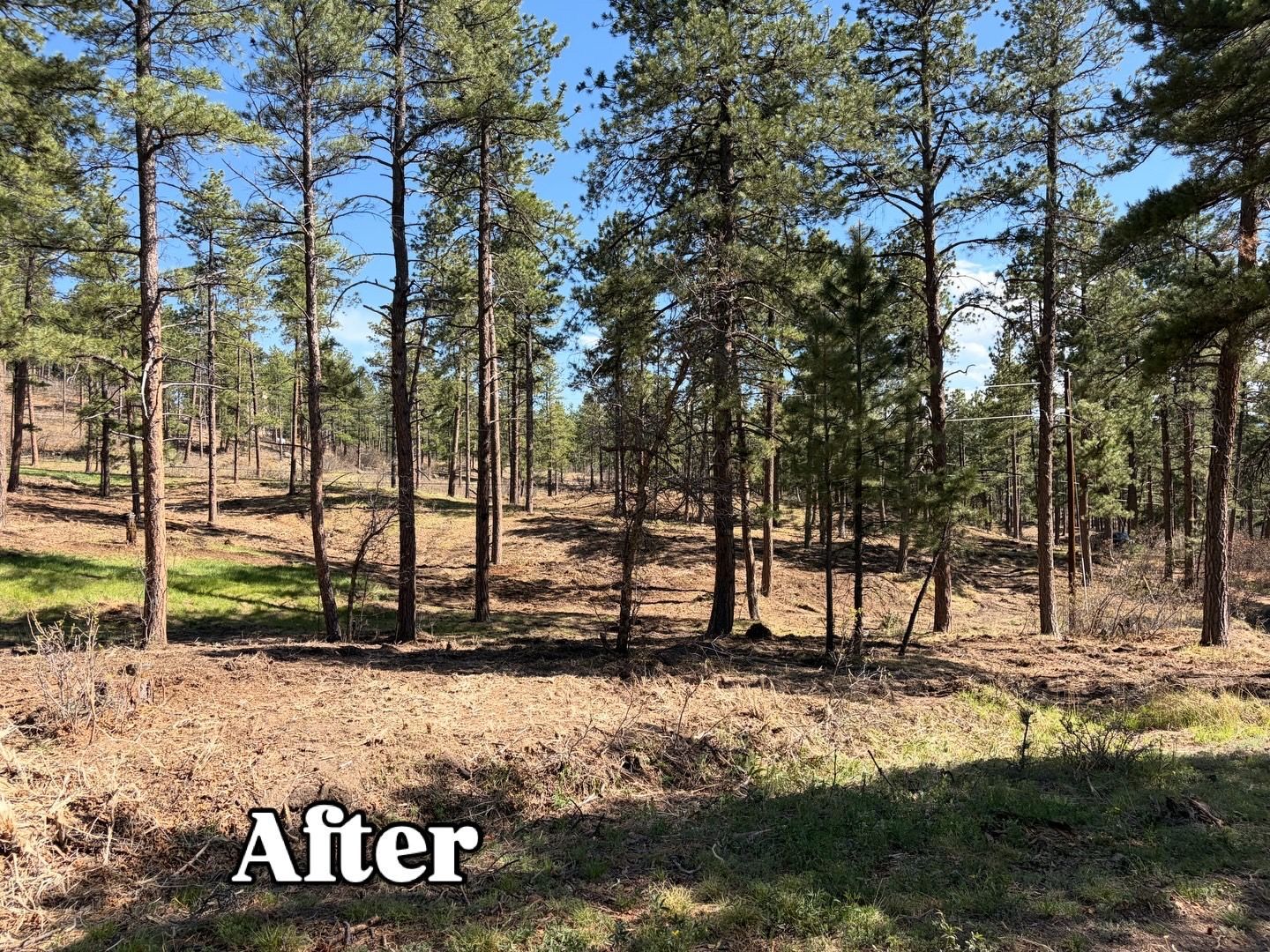 Pine forest clearing with scattered trees and dry ground, labeled “After”