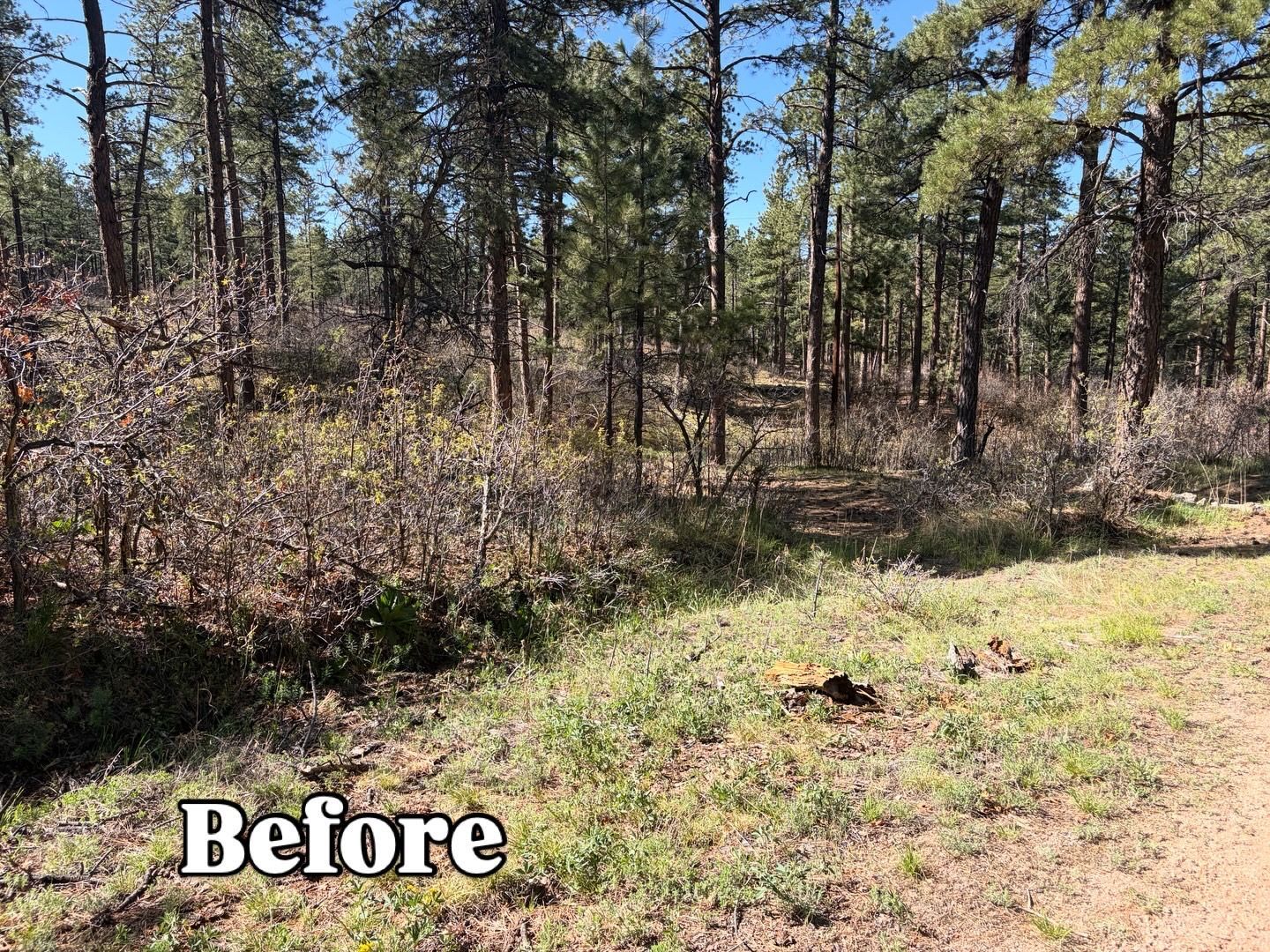 Forest clearing with trees and brush, plus a grassy area labeled “Before” in the lower left.