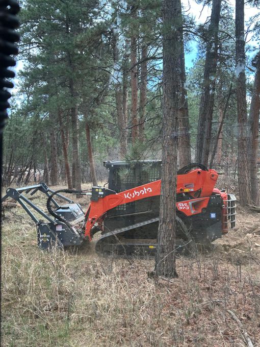 Red forestry machine clearing brush among tall pine trees in a wooded area