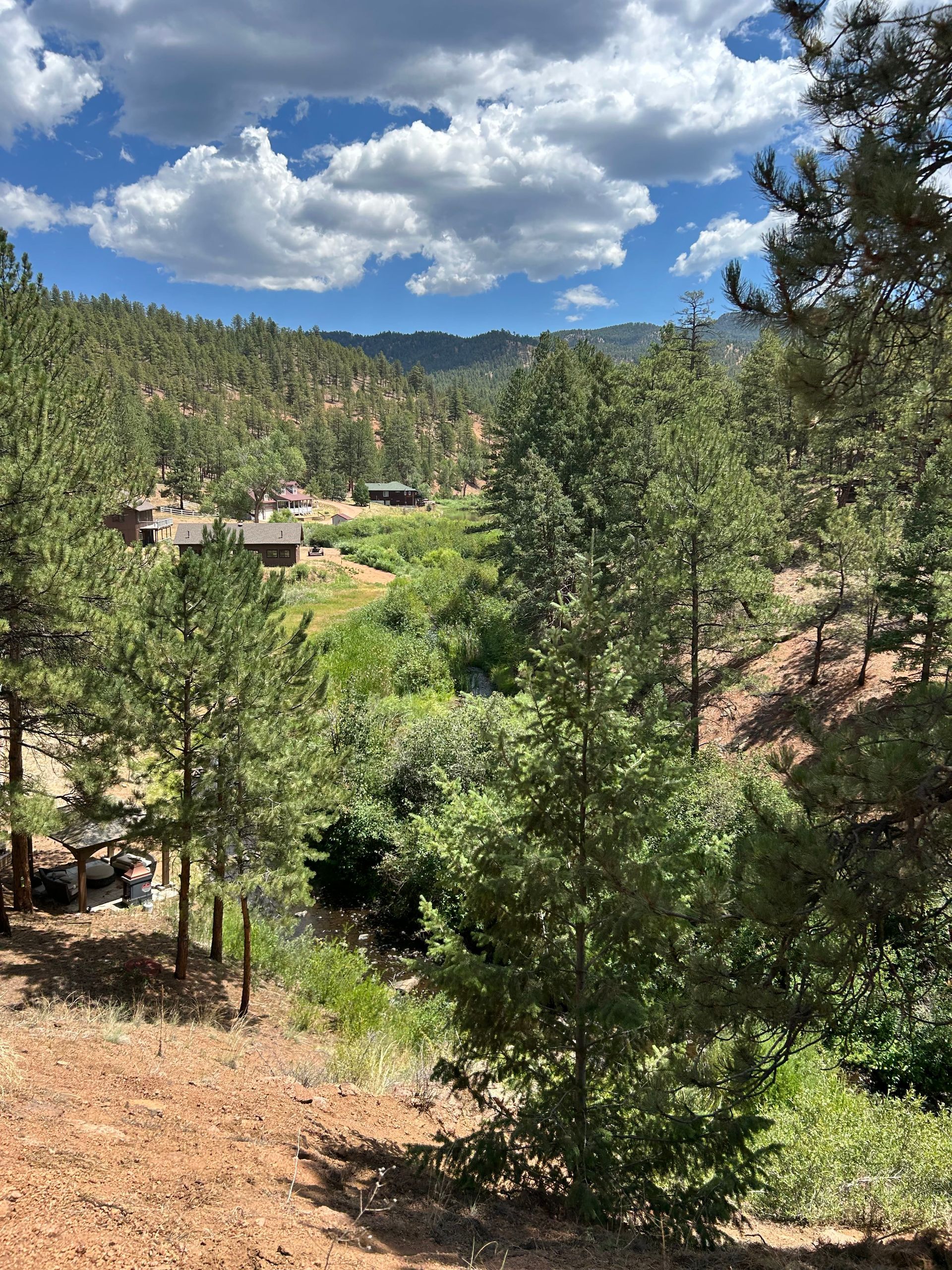 Forest valley with green pines, a dirt path, and a bright blue sky with large white clouds.