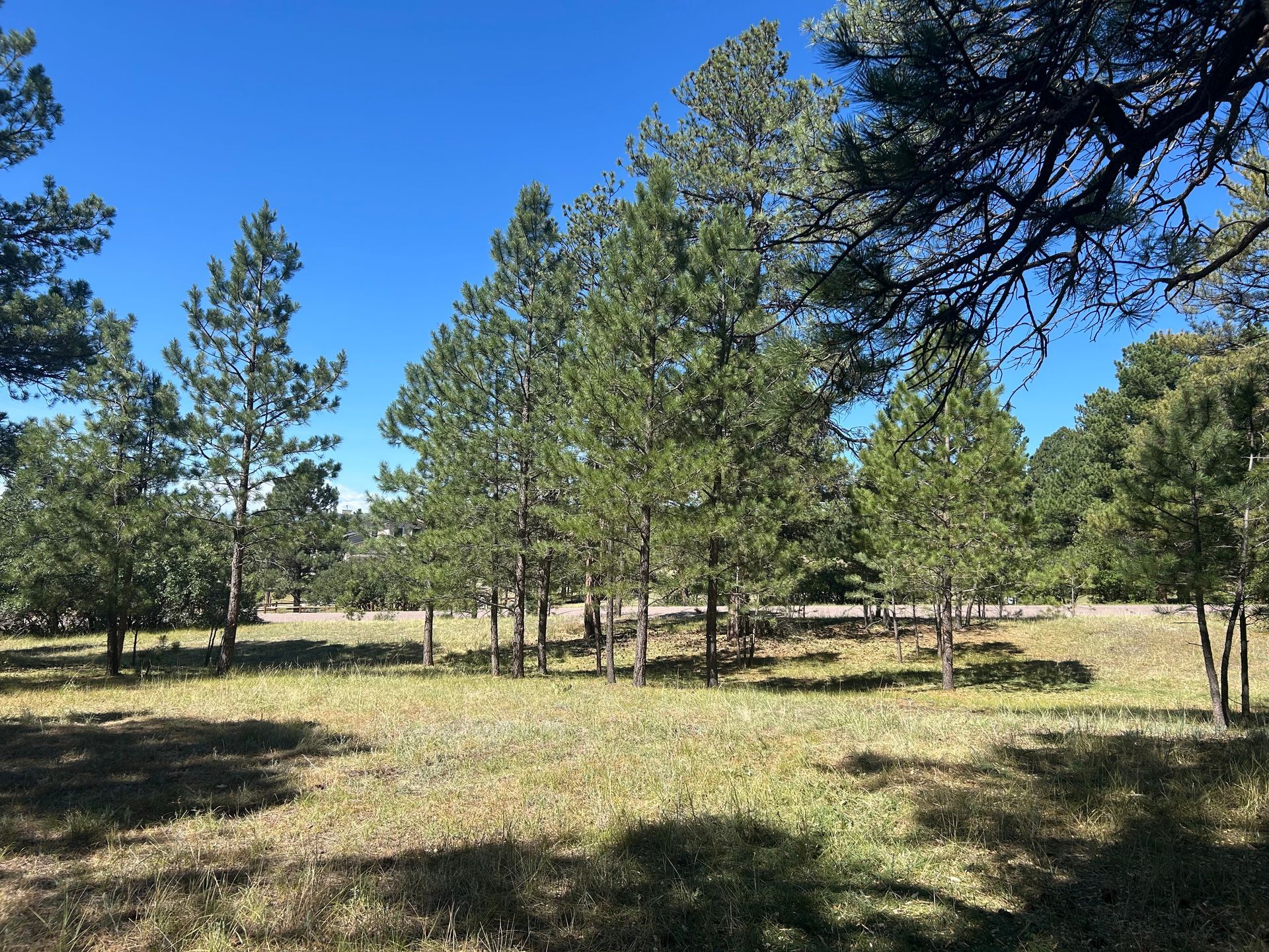 Sunny grassy field with scattered pine trees under a clear blue sky