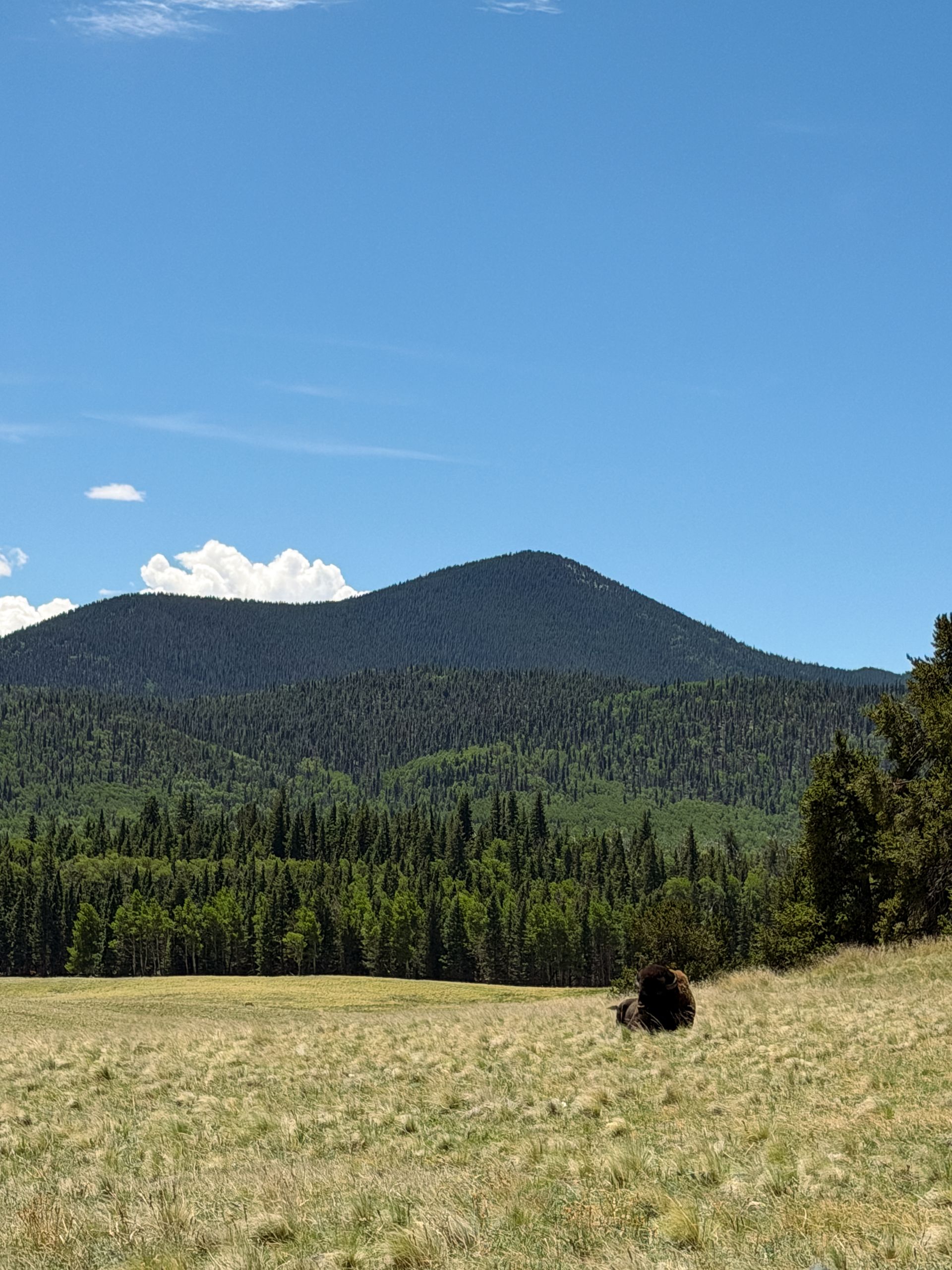 Grassy meadow with a dark forested mountain under a clear blue sky