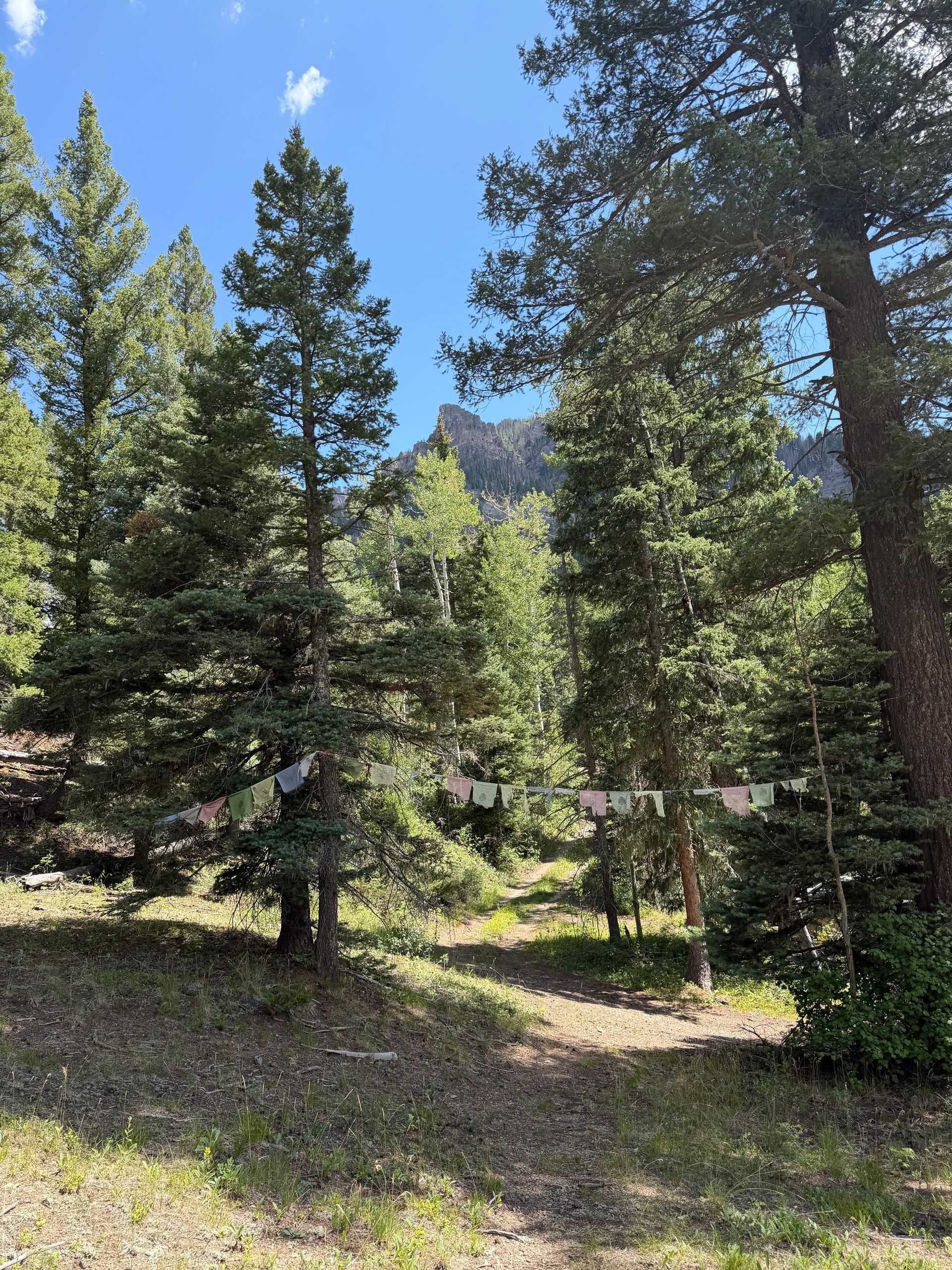 Pine forest clearing with sunlight, tall evergreen trees, and mountains under a blue sky