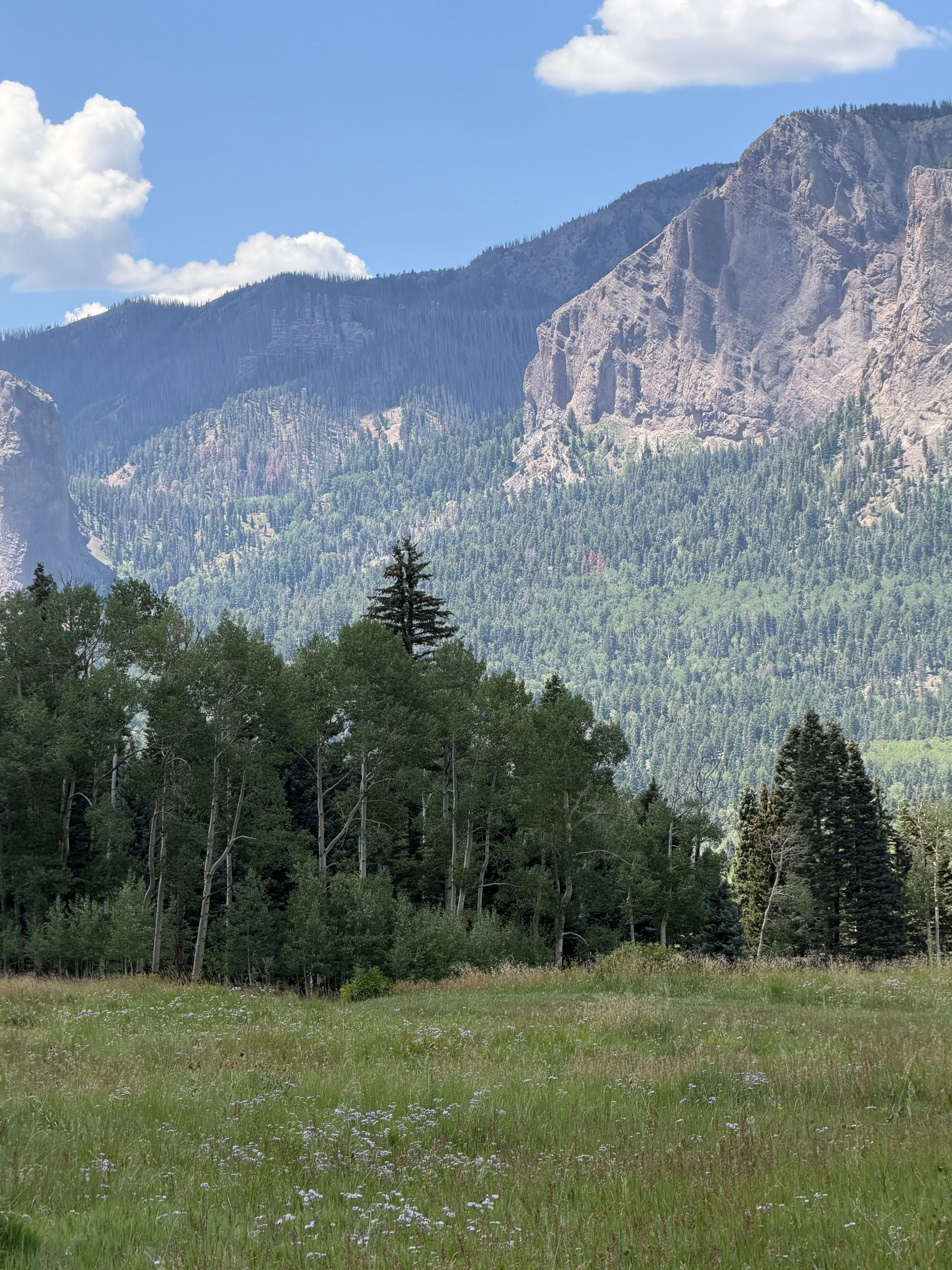 Mountain cliff above a grassy meadow and pine trees under a blue sky with clouds