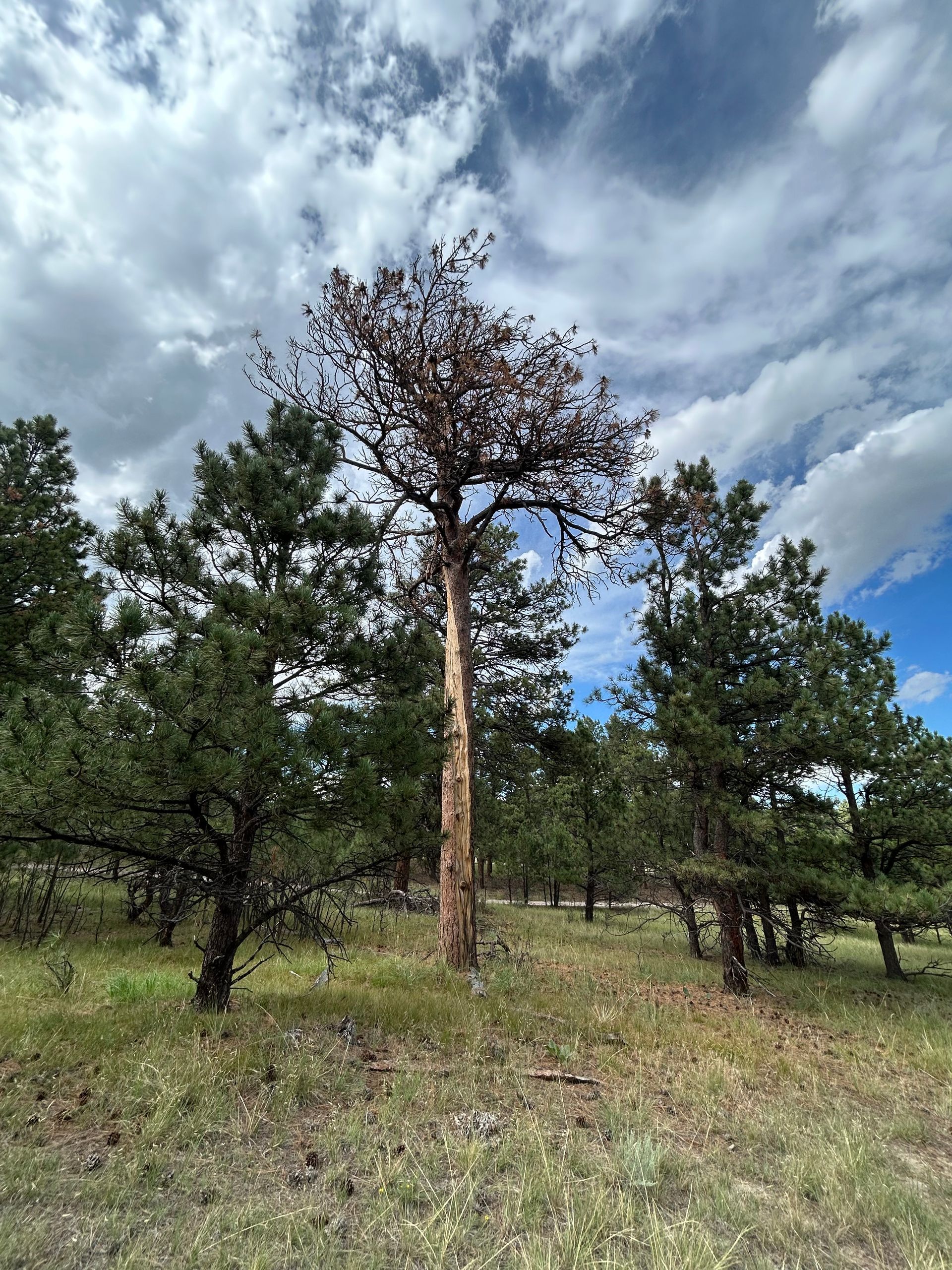 Dry, leaning pine tree in a grassy forest clearing under a cloudy sky