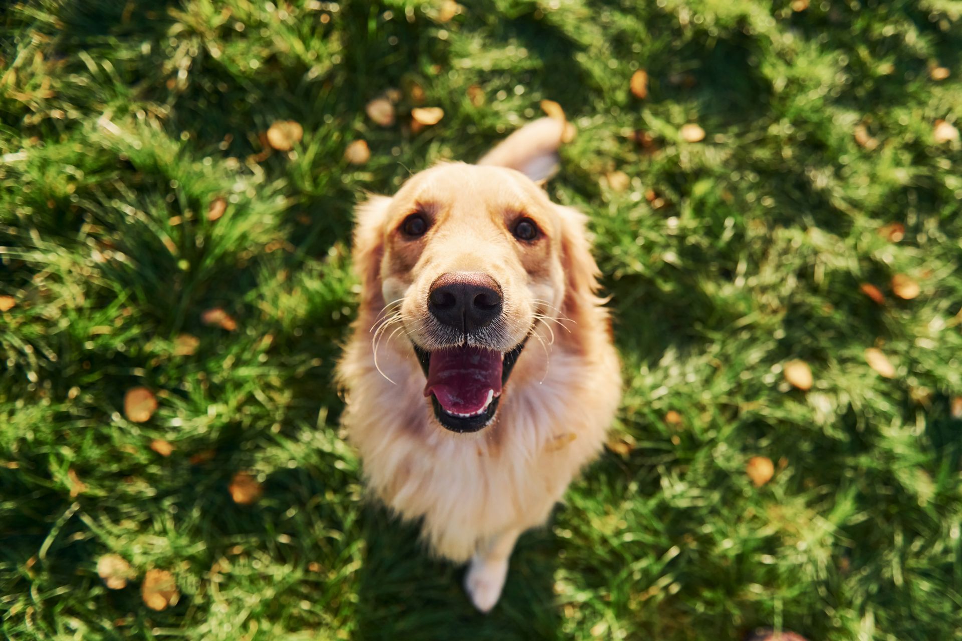 Golden retriever with mouth open, smiling, in green grass.