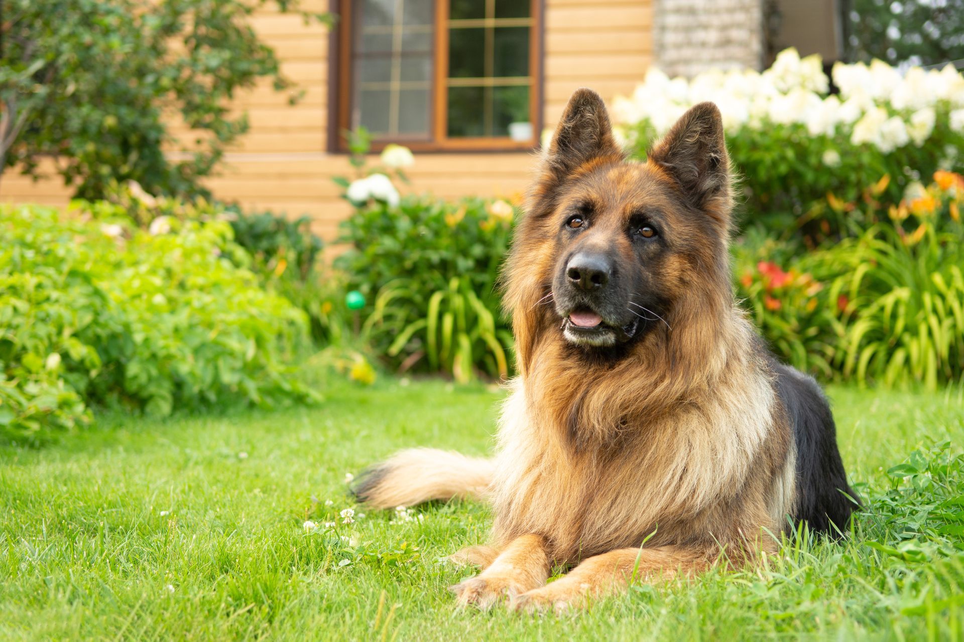 German Shepherd dog resting on green grass in front of a house.