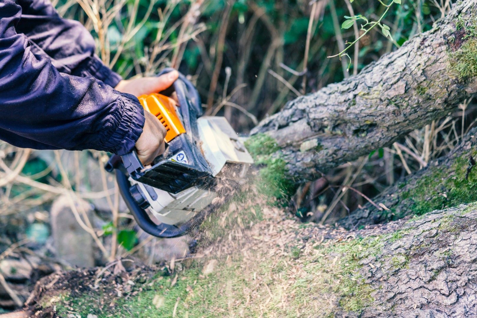 An image of Tree Removal Services in Florin CA