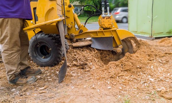 An image of Stump Grinding/Removal in Florin CA
