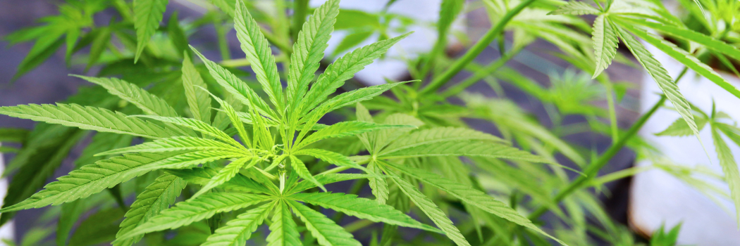 Navigating Cannabis Employment Laws