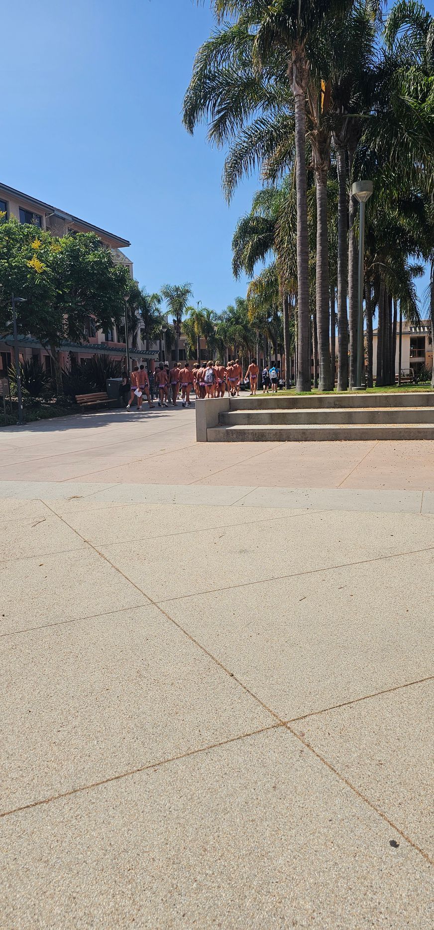 Sunny courtyard with a tiled plaza, palm trees, and a building shaded by trees in the background