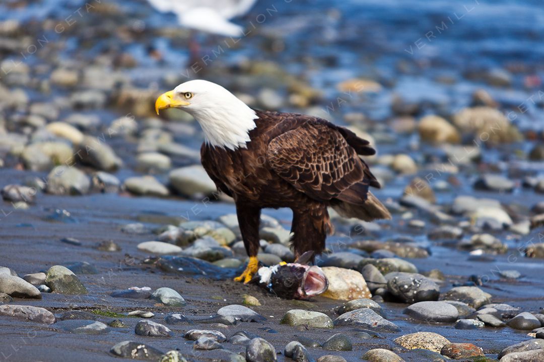 Alaska