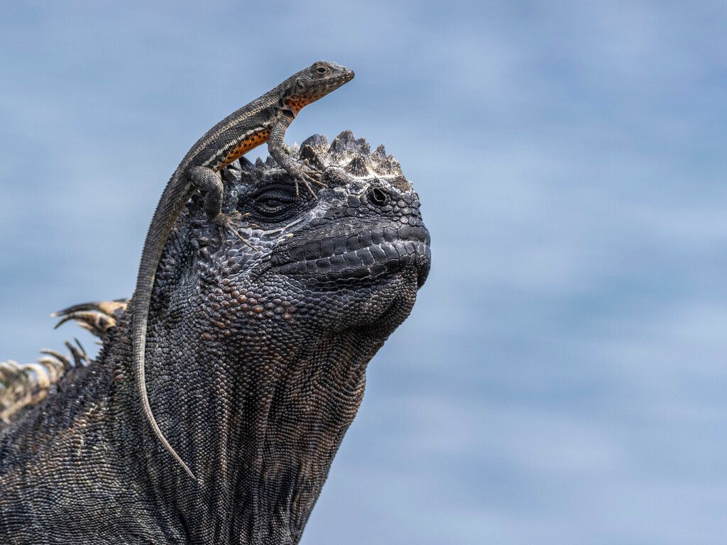 The Galápagos Islands