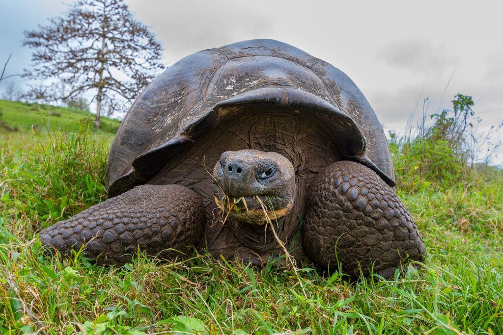 The Galápagos Islands