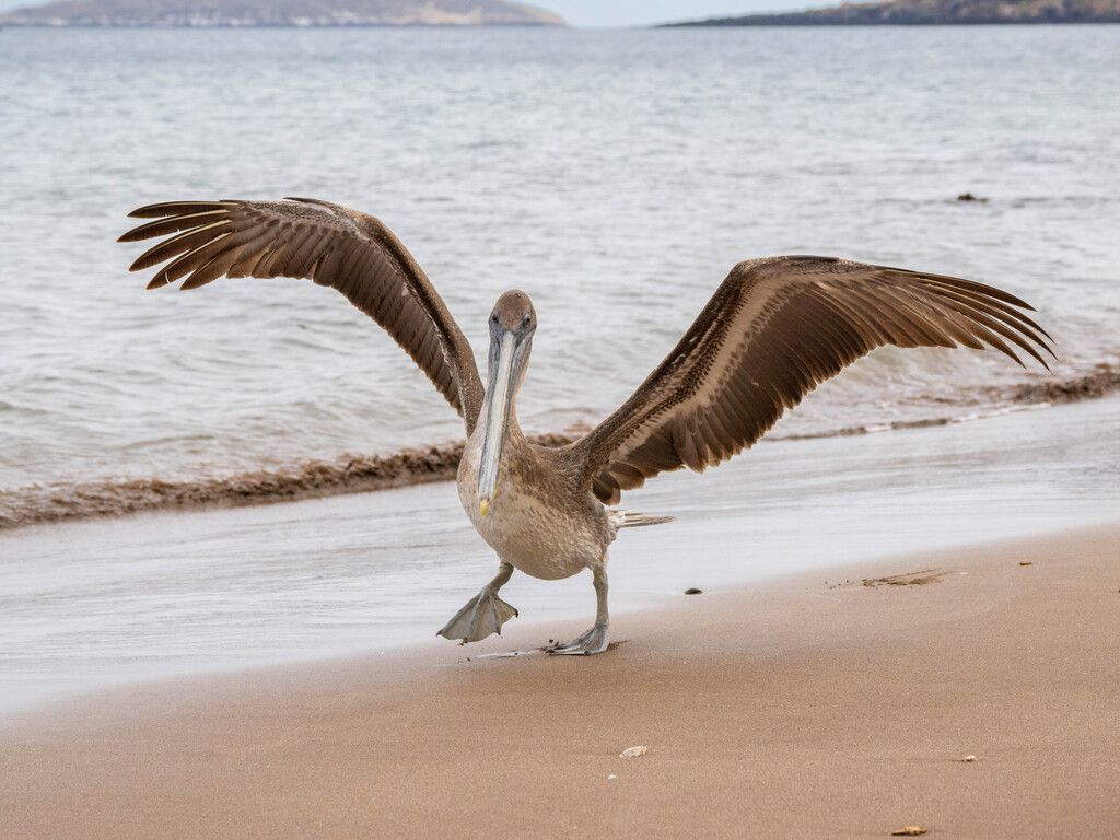 The Galápagos Islands