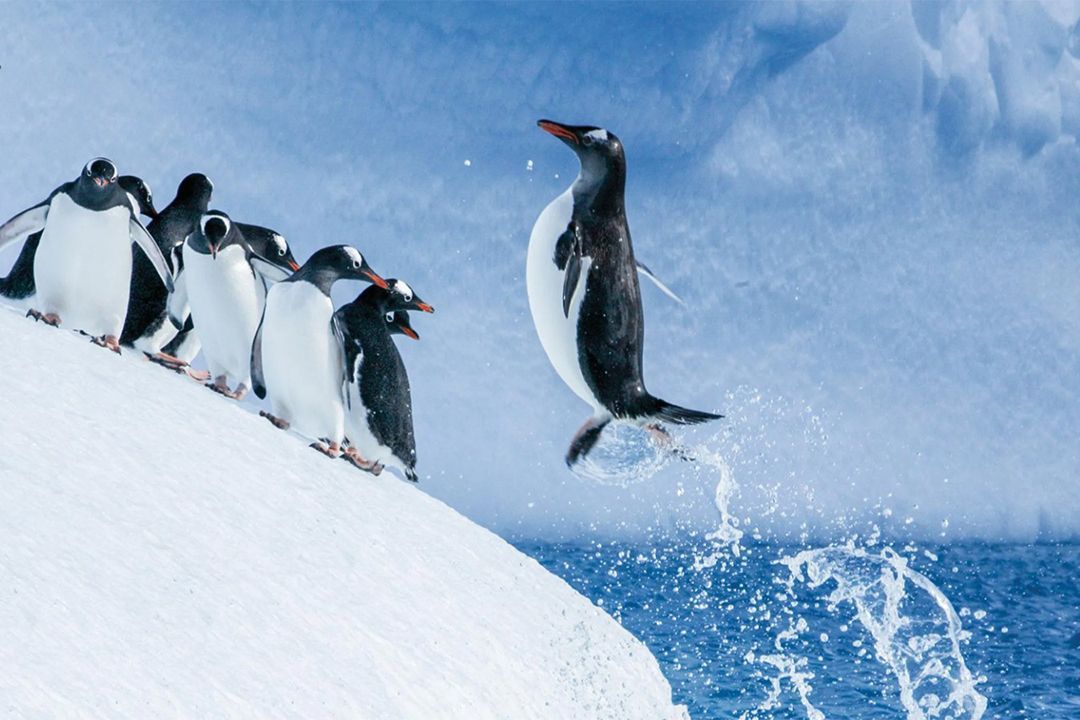 Fly the Drake Passage to Antarctica by National Geographic Lindblad Expeditions
