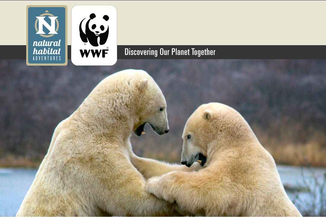 Premier Polar Bear Adventure by Natural Habitat Adventures