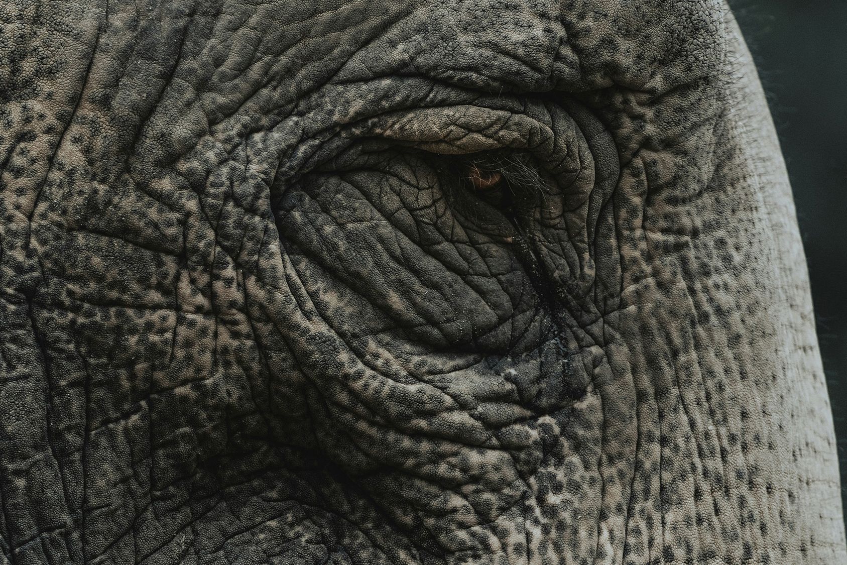 Protecting the World's Wildlife