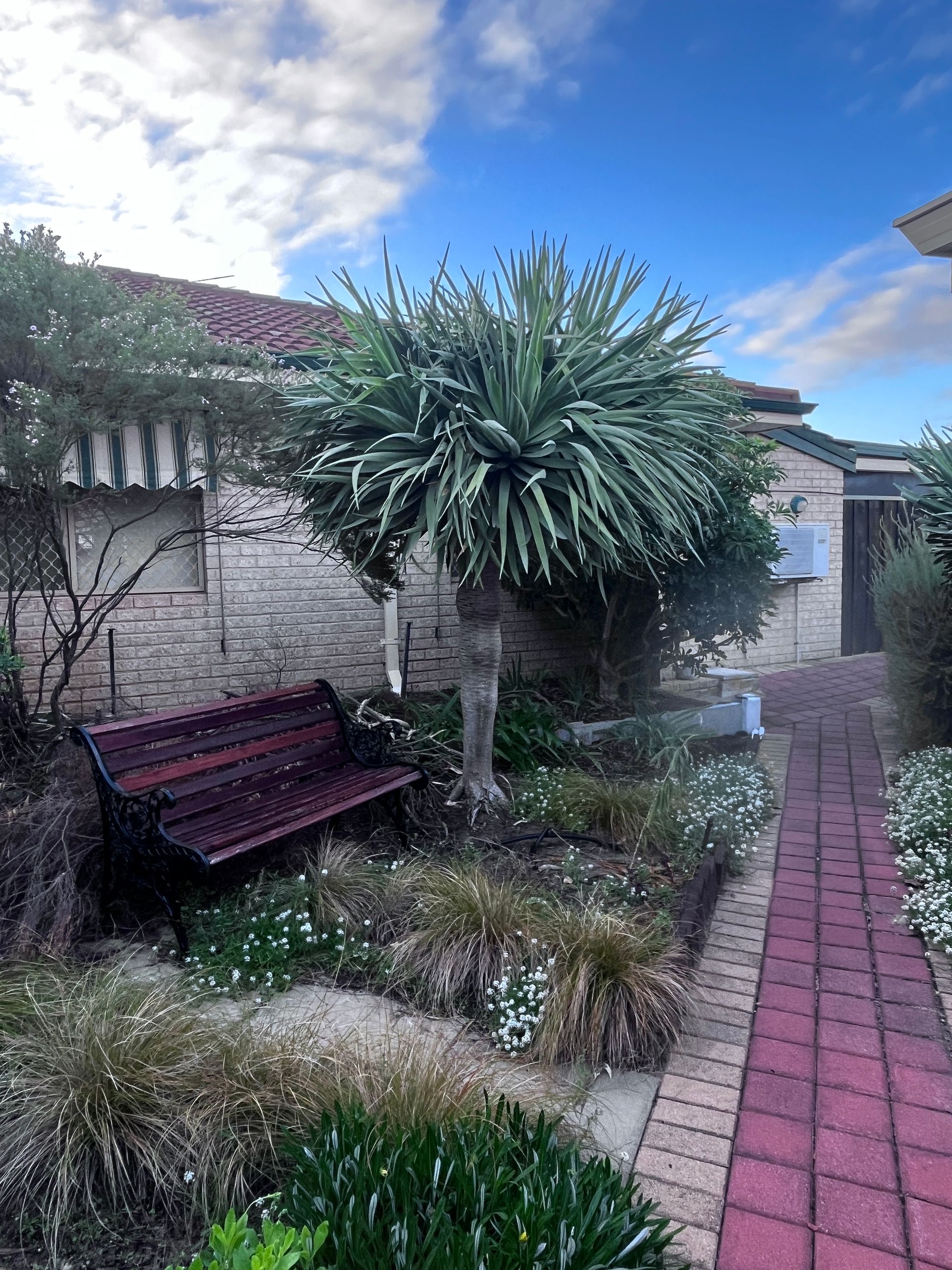 A park bench sits next to a small tree with fluffy green foliage in front of a brick building.
