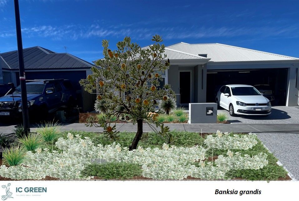 A suburban house with a white car in the garage, a tree, and a landscaped front yard with green and white plants.