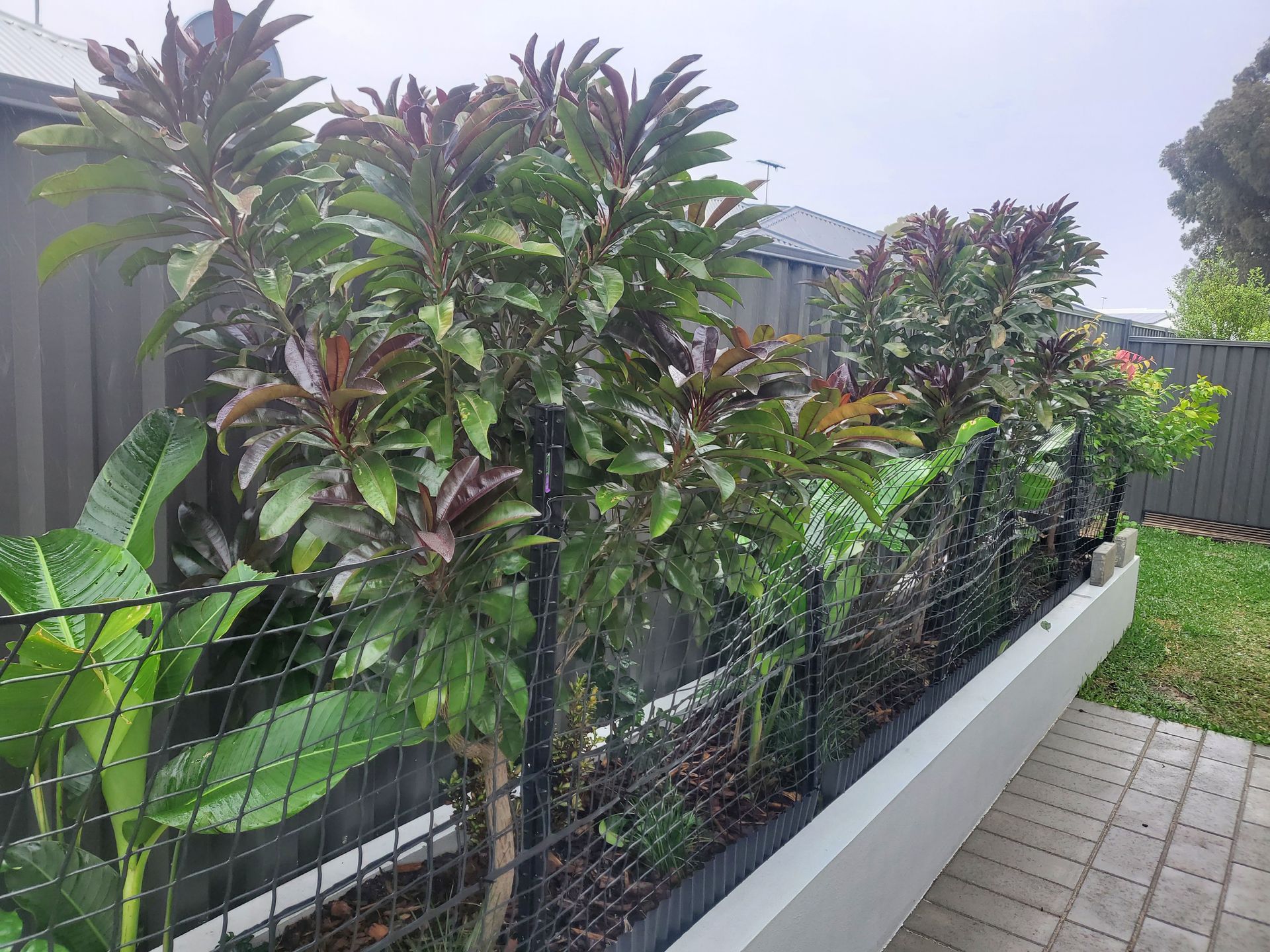 Green and maroon plants line a black fence in a garden bed.