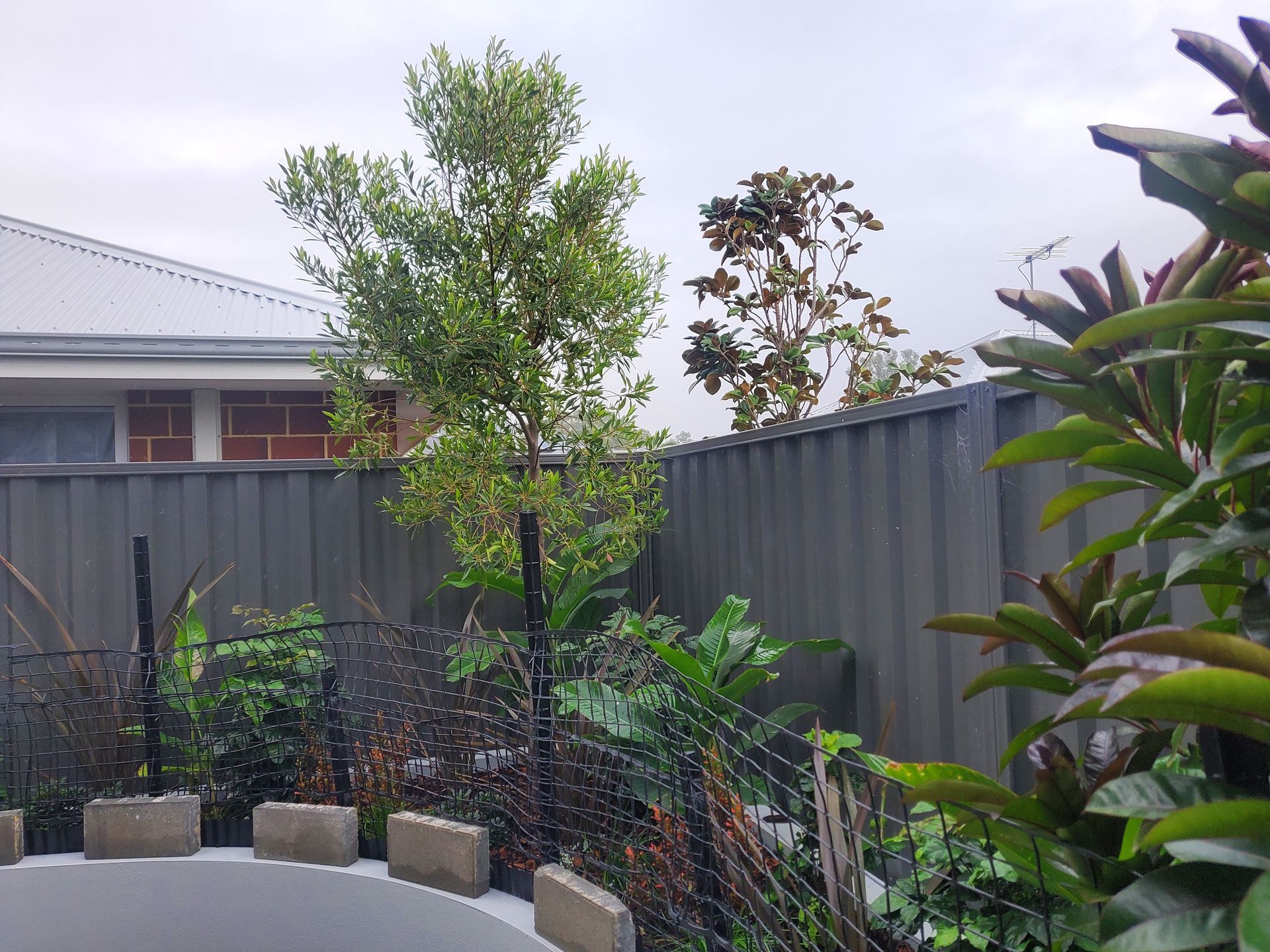 A backyard with a tree and plants, enclosed by a gray fence, under an overcast sky.