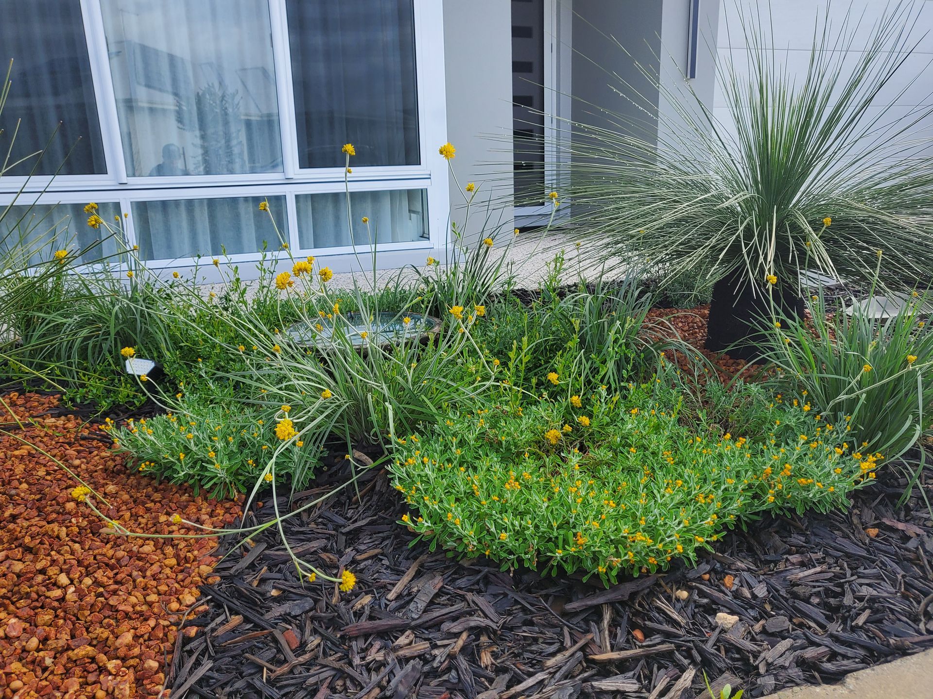 Green plants with yellow flowers in front of a white building with windows. Bark mulch on ground.