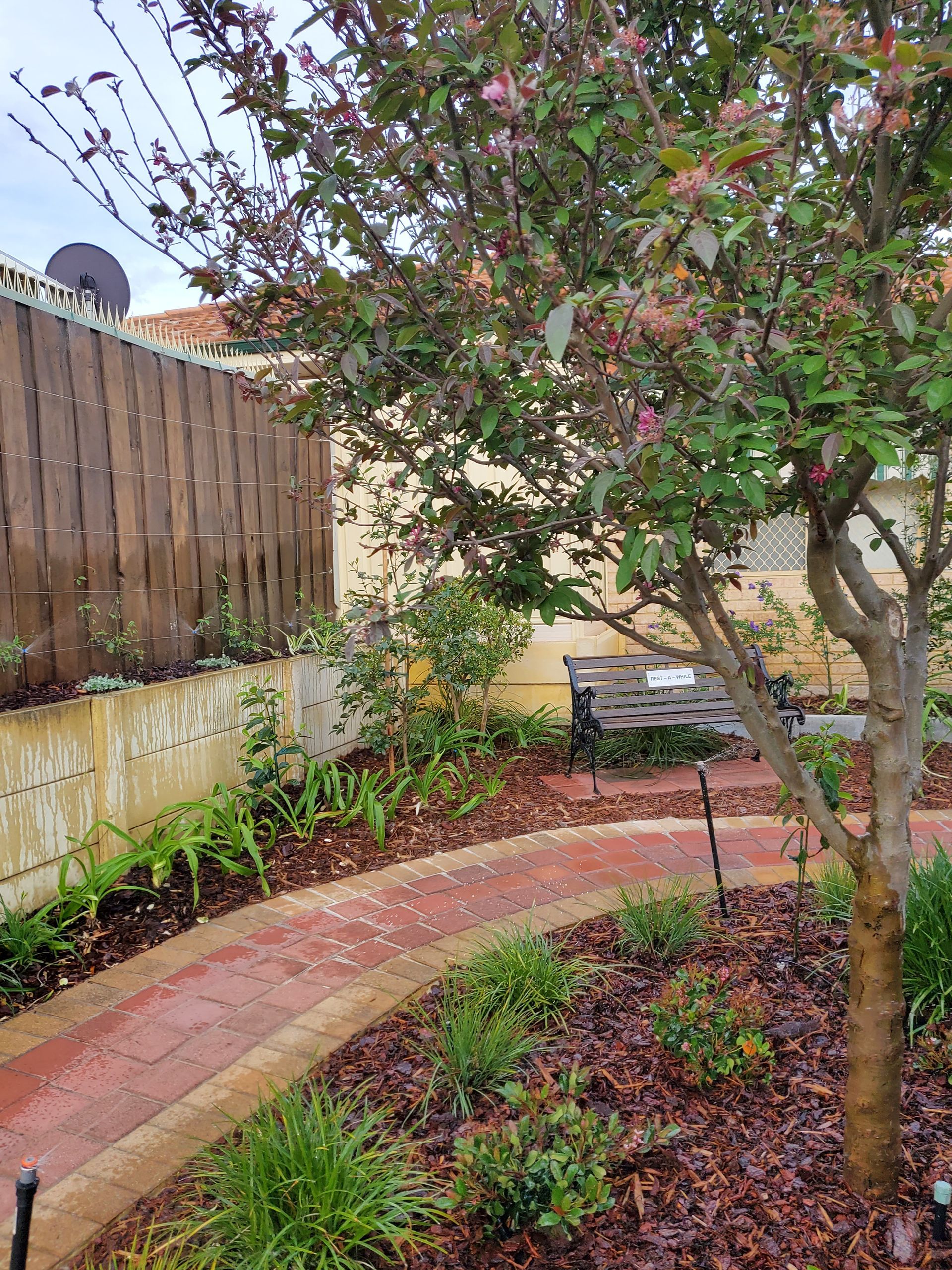 Tree with pink blossoms in a garden, red brick path, wooden fence, bench in the background.