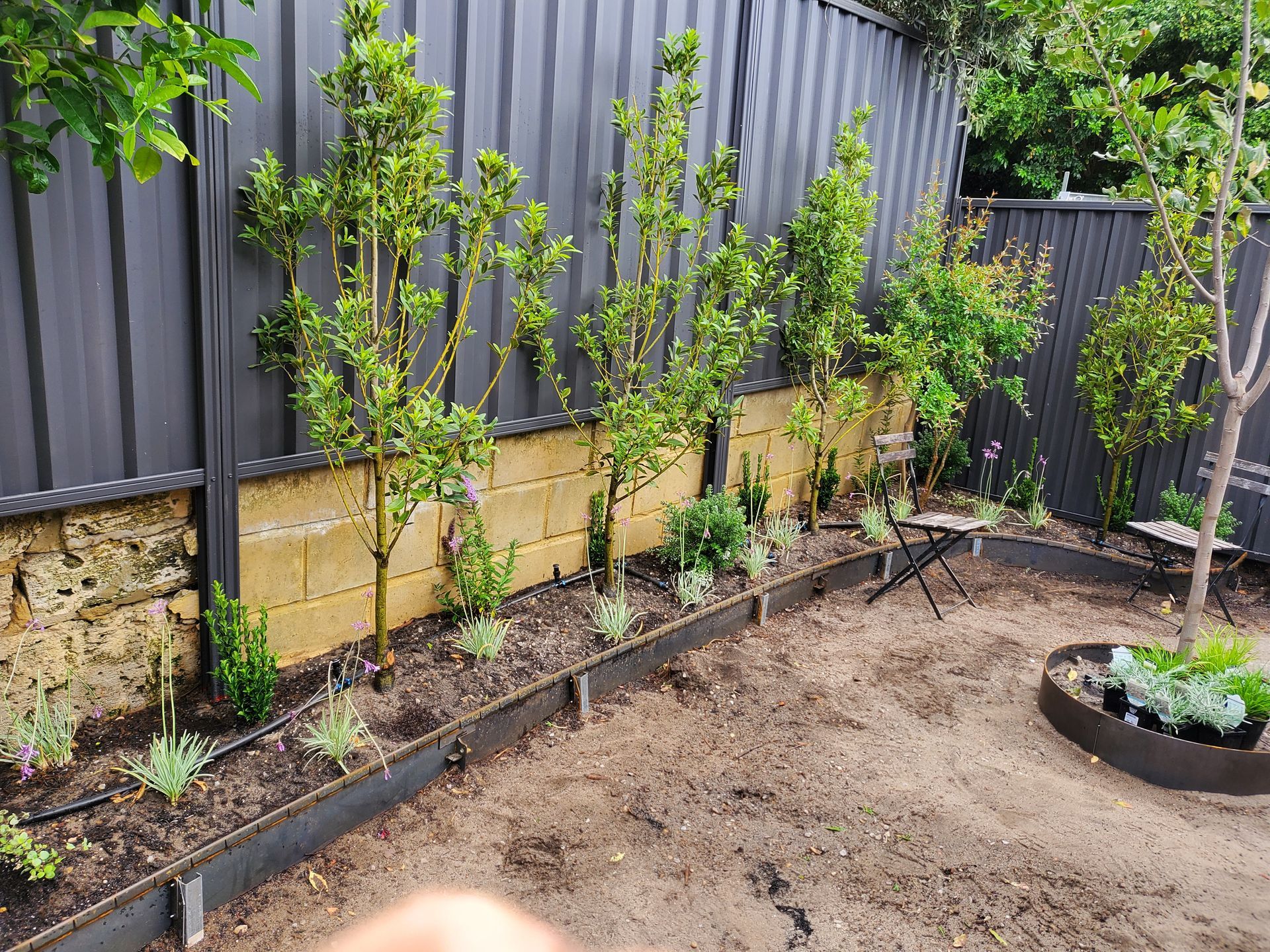 Row of young trees in a garden bed against a gray fence, with a sandy ground.
