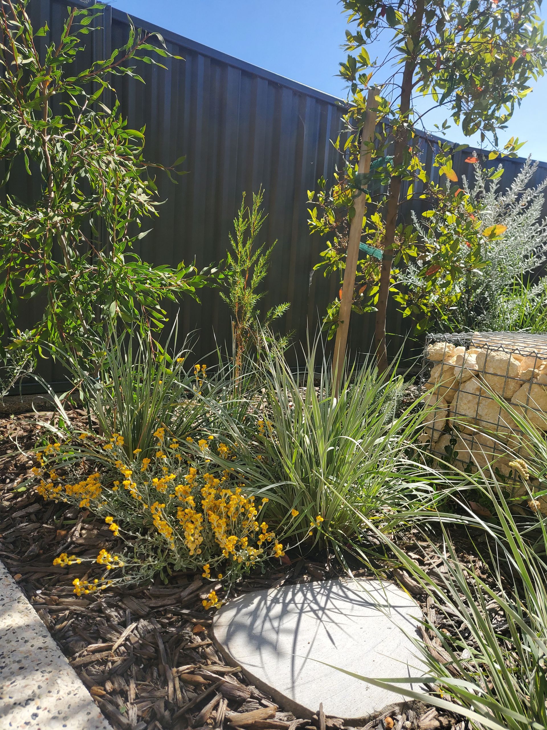 Yellow flowering plant with green foliage in a garden bed with a stone path and wooden fence.
