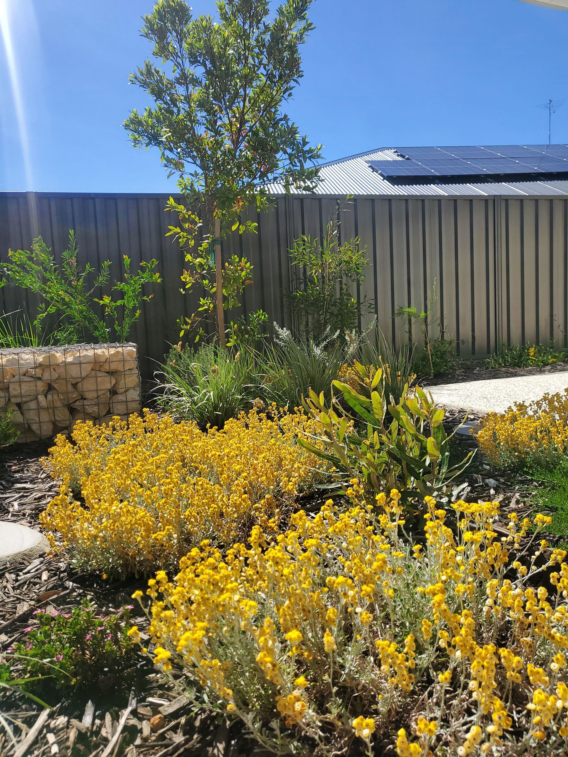 Yellow flowering plants in a garden bed with a young tree, stone wall, and metal fence.