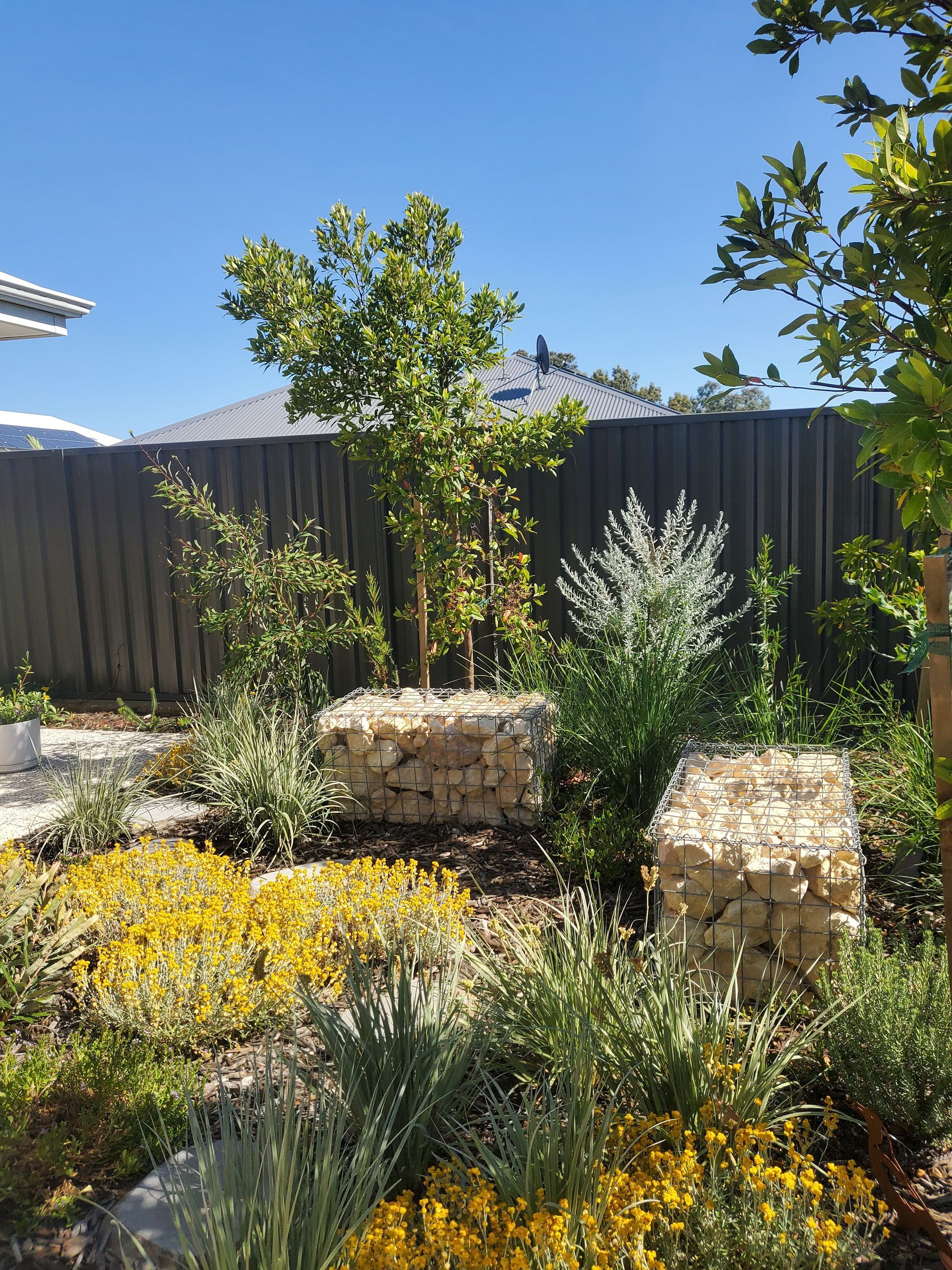 Garden bed with small trees in stone enclosures, surrounded by yellow flowers and green foliage, against a blue sky.